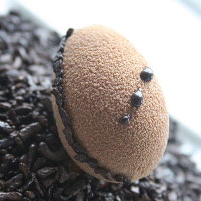 Demarle 56 Mini Egg 55x35x20mm